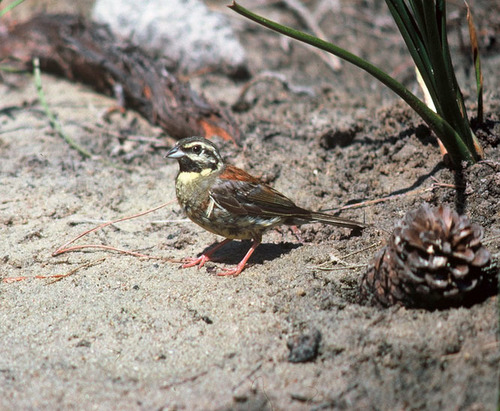 Cirl Bunting