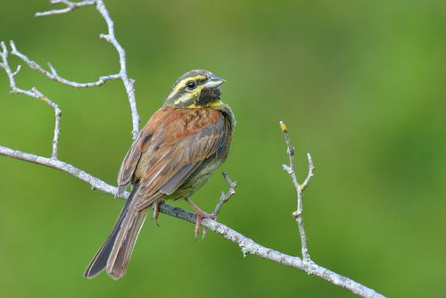 Cirl Bunting