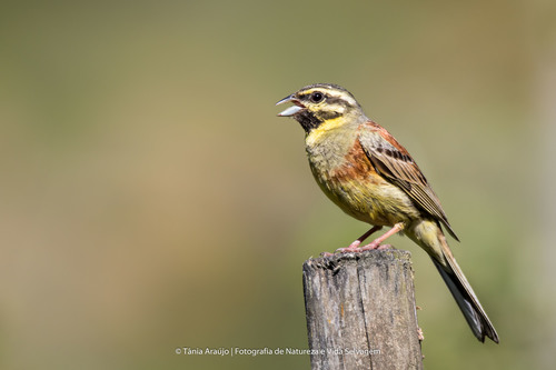 Cirl Bunting