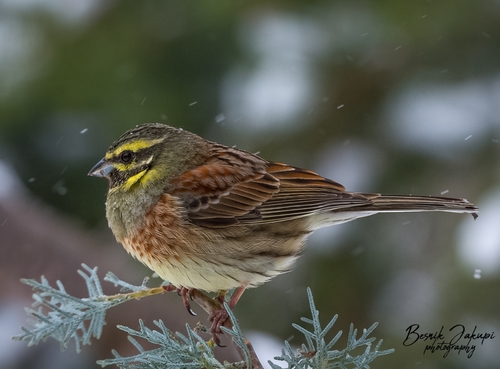 Cirl Bunting