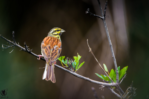 Cirl Bunting