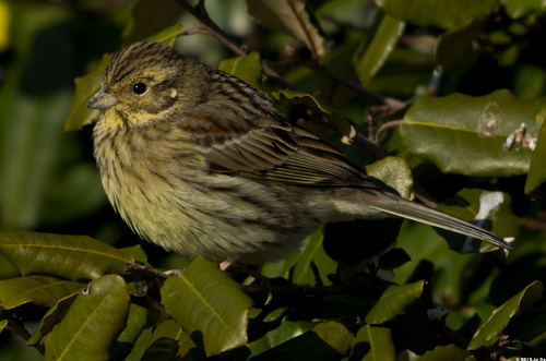 Cirl Bunting