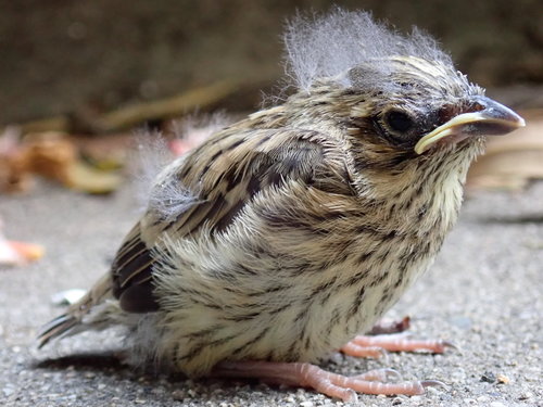 Cirl Bunting