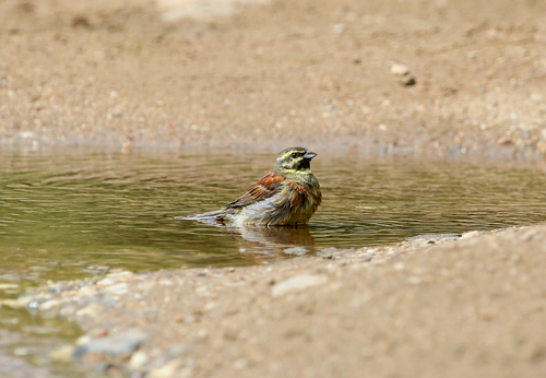 Cirl Bunting