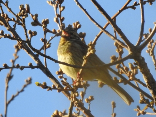 Cirl Bunting