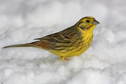 Yellowhammer