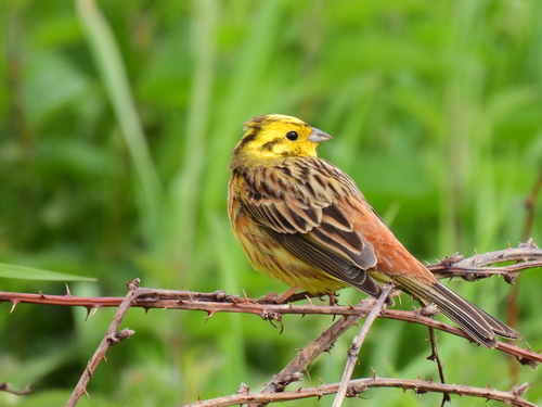 Yellowhammer