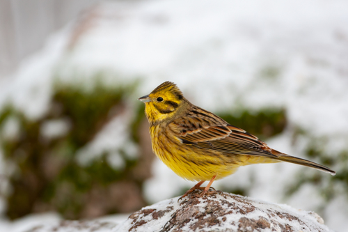Yellowhammer