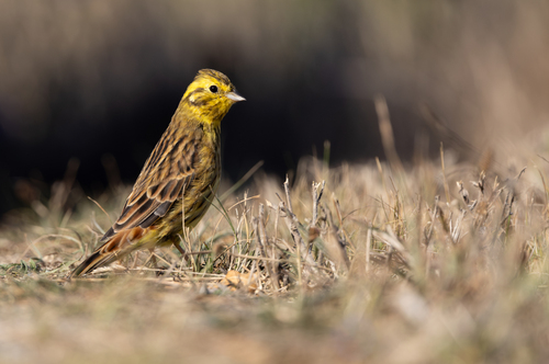 Yellowhammer