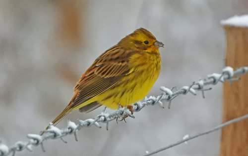 Yellowhammer