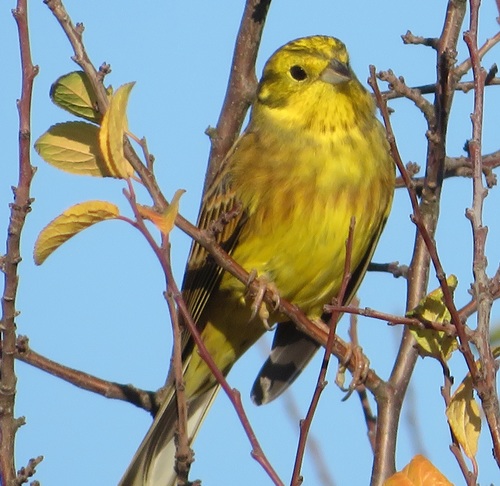 Yellowhammer