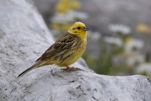 Yellowhammer