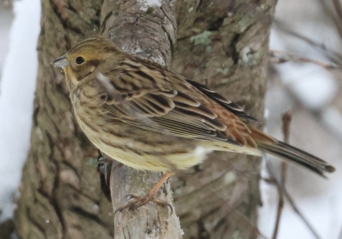 Yellowhammer
