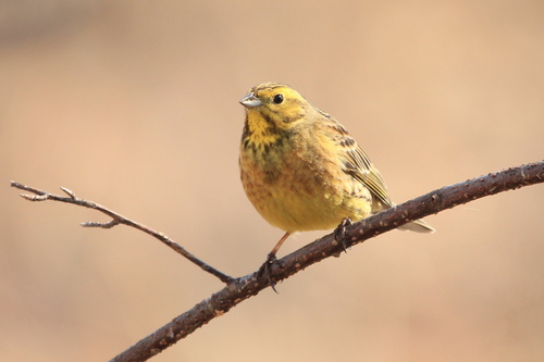 Yellowhammer