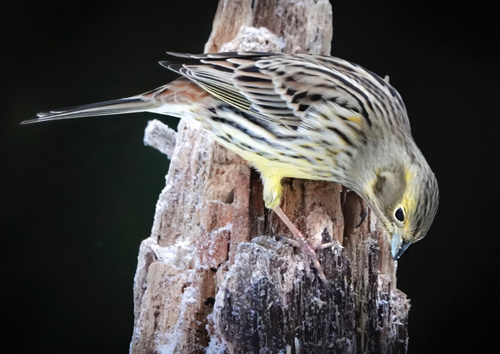 Yellowhammer