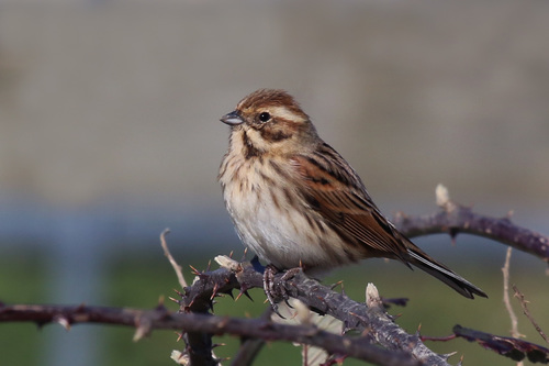 Reed Bunting