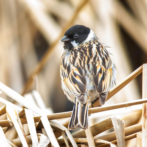Reed Bunting