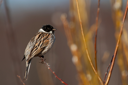 Reed Bunting