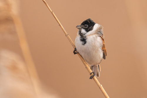 Reed Bunting