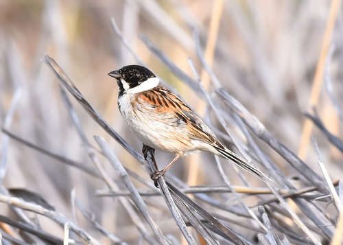 Reed Bunting