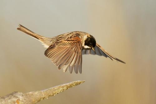 Reed Bunting