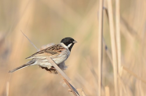 Reed Bunting