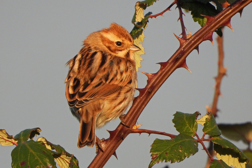 Reed Bunting