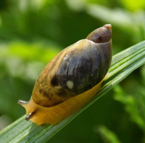Succinea