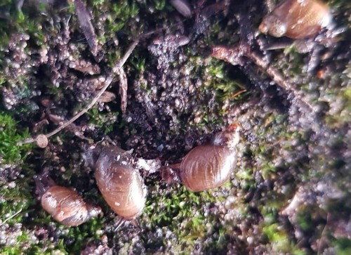 Succinea