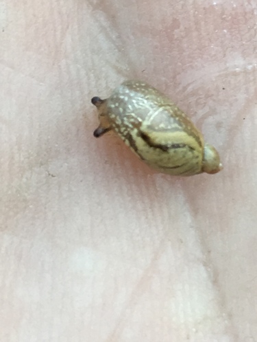 Succinea