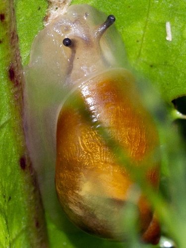Succinea