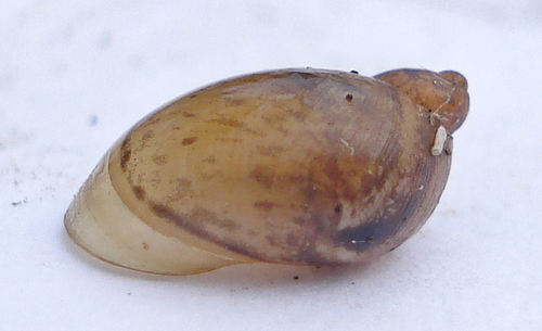 Succinea