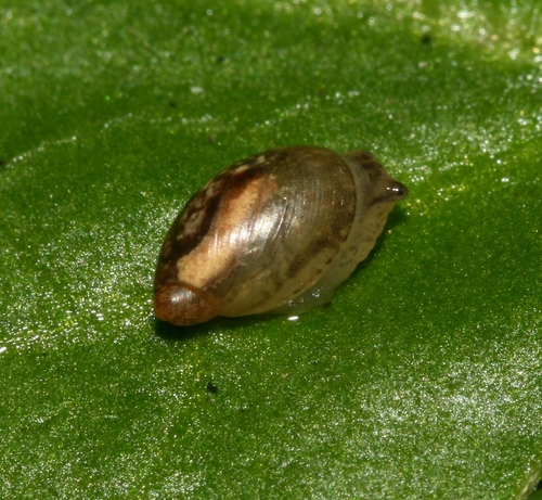 Succinea