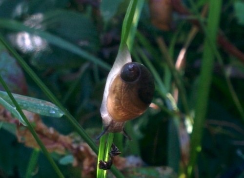 Succinea