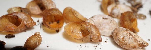 Succinea