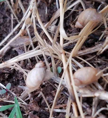 Succinea