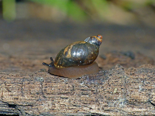Succinea