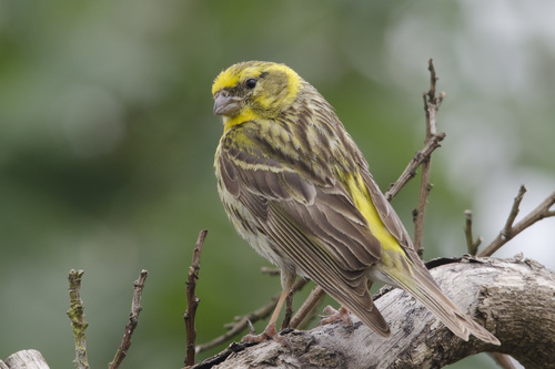 European Serin
