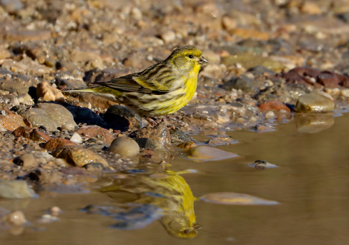 European Serin