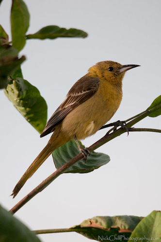 Hooded Oriole
