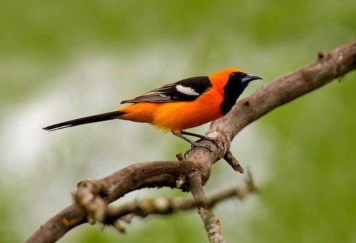 Hooded Oriole