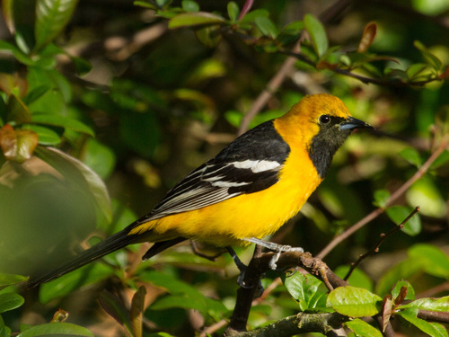 Hooded Oriole