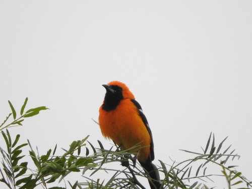 Hooded Oriole