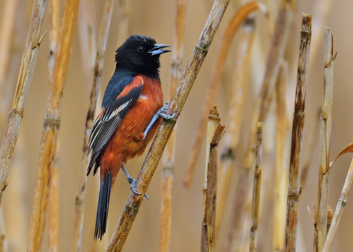 Orchard Oriole