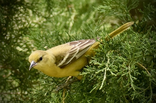 Orchard Oriole