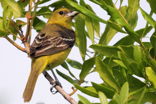Orchard Oriole