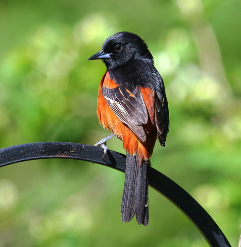 Orchard Oriole