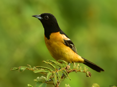 Orchard Oriole
