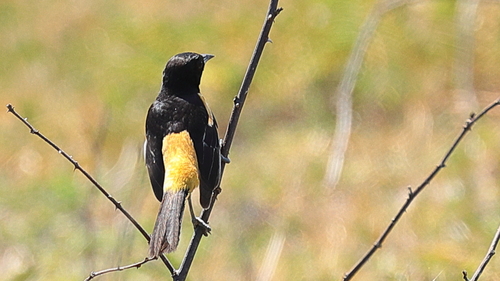 Orchard Oriole