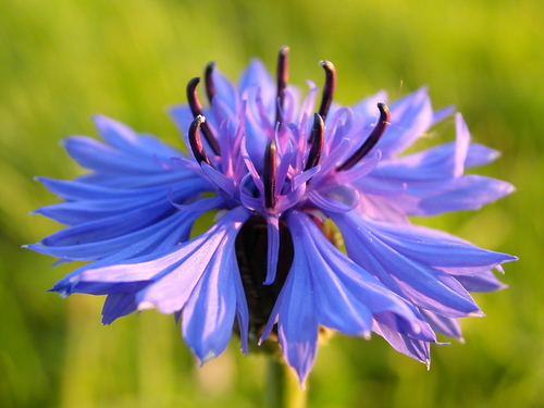 Cornflower